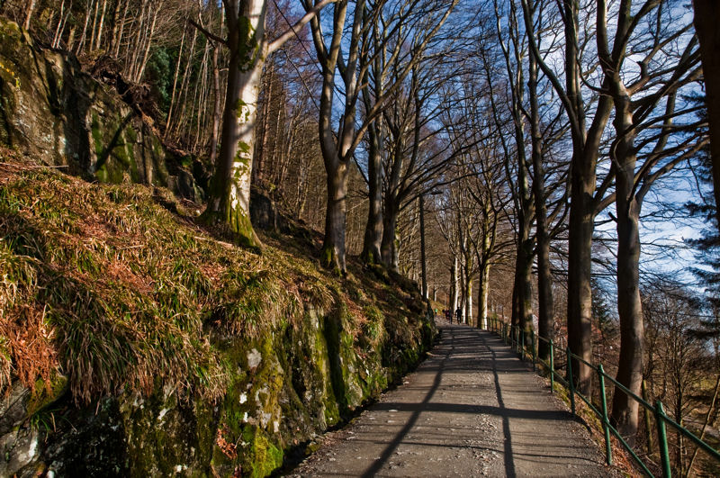 leśna ścieżka na górę Fløyen w Bergen