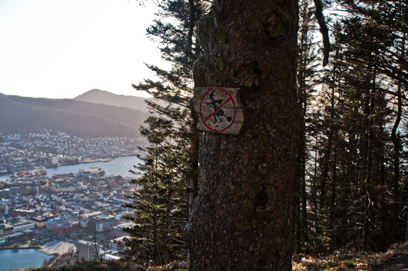 znak na drzewie - czarownicom wstęp wzbroniony i port w Bergen