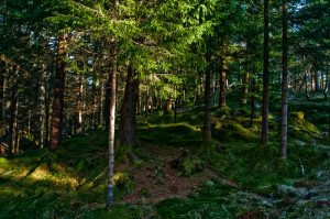 las na górze Blåmanen, Bergen, Norwegia