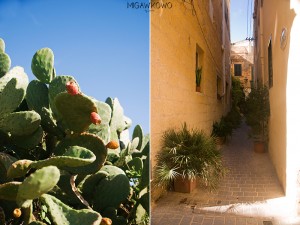 Uliczka na maltańskiej wyspie Gozo i opuncja