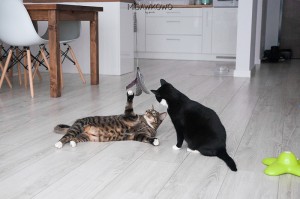 Koty Herbatnik i Budyń bawią się piórkiem